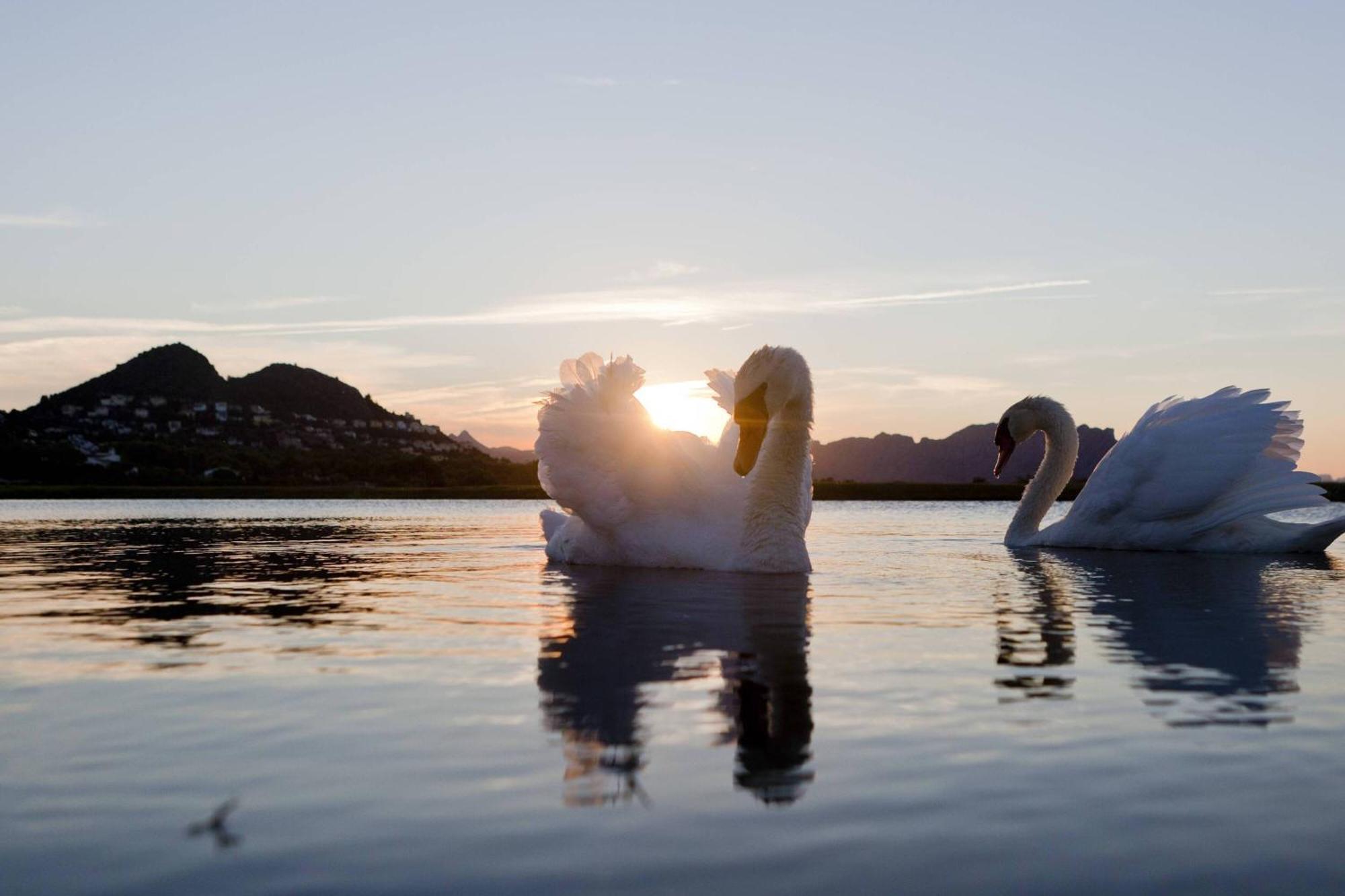 德尼亚拉塞拉万豪高尔夫度假村及水疗中心 外观 照片 Mute swans on the lake